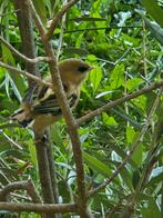 2-2 baardmannetjes, Dieren en Toebehoren, Meerdere dieren, Tropenvogel