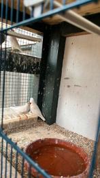 Zebravinken, Meerdere dieren