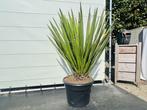Palmboom - Yucca Faxoniana, Ophalen of Verzenden, 100 tot 250 cm, Zomer, Palmboom