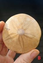 Fossiele ZEE-EGEL * Sand dollar, Ophalen of Verzenden, Fossiel