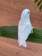 Prachtige Lieve Hand Tamme Agapornis Dwergpapegaai Lovebird, Dieren en Toebehoren, Vogels | Parkieten en Papegaaien, Meerdere dieren