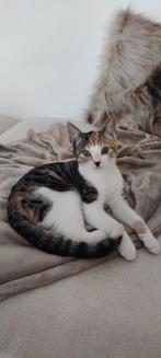 Kitten lapjes poes 4 maanden oud, Poes, Kortharig, 0 tot 2 jaar