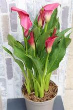 zantedeschia zazu knollen, Tuin en Terras, Bloembollen en Zaden, Ophalen of Verzenden, Voorjaar, Volle zon, Knol