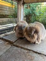 Superlieve konijnen, Dieren en Toebehoren, Konijnen, Meerdere dieren