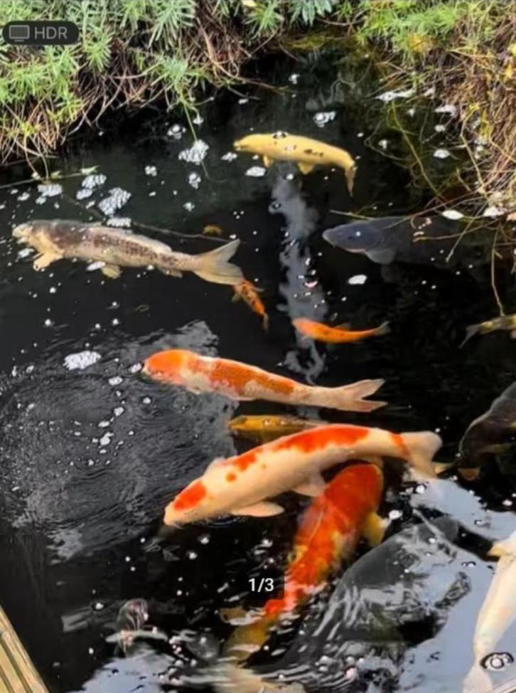 Koi karpers (21-11 ophalen in Tilburg), Dieren en Toebehoren, Vissen | Vijvervissen, Karper of Koi