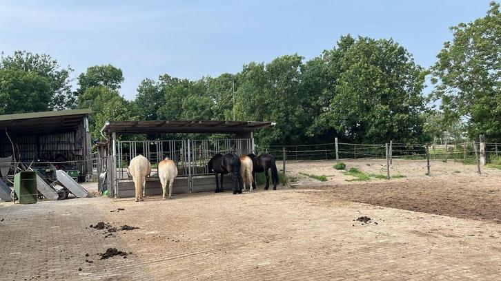 Gezocht mesthulp (betaald) in Stompwijk/Leidschendam, Dieren en Toebehoren, Stalling en Weidegang, Stalling, Weidegang