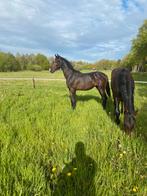 Enter hengst paard jaarling, Onbeleerd, Hengst, 0 tot 2 jaar, Minder dan 160 cm