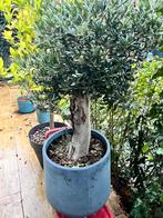 Olijfboom in pot, Tuin en Terras, Bloeit niet, 100 tot 250 cm, Olijfboom, Ophalen