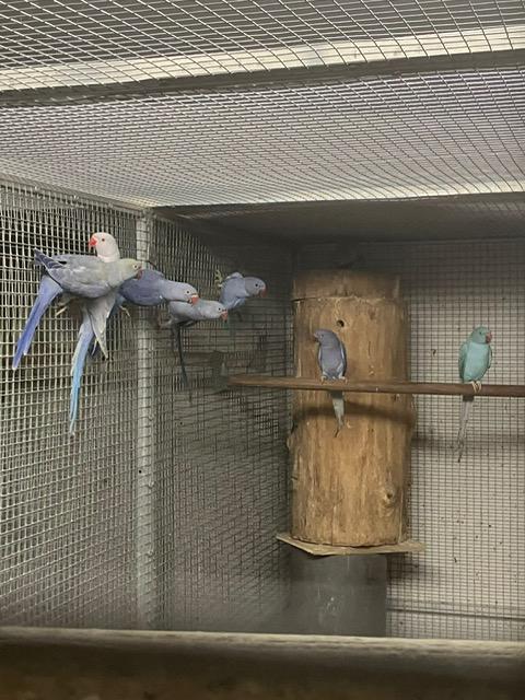 Halsbanden Zie omschrijving, Dieren en Toebehoren, Vogels | Parkieten en Papegaaien, Meerdere dieren, Parkiet, Geringd