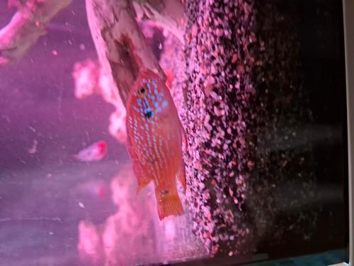 3 rode cichliden  kan ook per stuk, Dieren en Toebehoren, Vissen | Aquariumvissen, Zoetwatervis, Vis