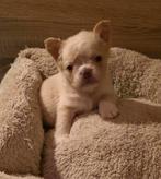 🥰Prachtige unieke combinatie x fluffy franse bulldog pups🥰, Dieren en Toebehoren, Bulldog, Meerdere, Meerdere dieren, Nederland