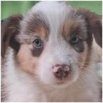 Australian shepherd pups, Dieren en Toebehoren, CDV (hondenziekte), 8 tot 15 weken, Meerdere, Meerdere dieren