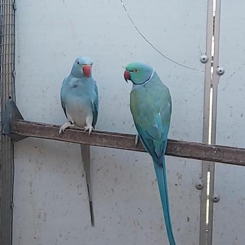 3 broedrijpe koppels halsbandparkieten en 3 losse vogels '24, Dieren en Toebehoren, Vogels | Parkieten en Papegaaien, Parkiet