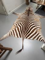 Origineel Burchell zebrahuid uit Afrika, Ophalen, Gebruikt, Bruin, 150 tot 200 cm