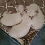 Ragdoll kittens, Dieren en Toebehoren, Poes, Ontwormd, 0 tot 2 jaar