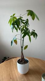 Geldboom op Hydrocultuur - Mooie kamerplant, Ophalen, Overige soorten, Halfschaduw, In pot