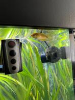 4 gouramis, Dieren en Toebehoren, Ophalen, Zo goed als nieuw, Leeg aquarium