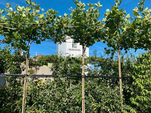 Dakvorm en leivorm bomen thuis plaatsen en leveren mogenlijk, Tuin en Terras, Planten | Bomen, Volle zon, Ophalen
