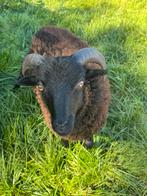 Ouessant ram van mei, Mannelijk, Schaap