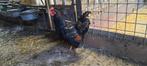 Barnevelder hanen 2025, Dieren en Toebehoren, Pluimvee, Mannelijk, Kip