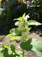 Te koop : witte dovenetel Lamium album  knop en 1e bloem, Vaste plant, Overige soorten, Ophalen, Volle zon