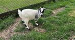 Jonge geit, Dieren en Toebehoren, Schapen, Geiten en Varkens, Vrouwelijk, Geit, 0 tot 2 jaar