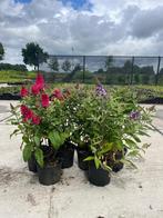 Laagblijvende vlinderstruiken, Volle zon, Vaste plant, Zomer, Ophalen