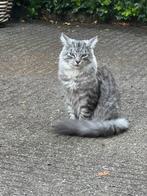 Lieve, aanhankelijk maine coon, Dieren en Toebehoren, Katten en Kittens | Overige Katten, Kater