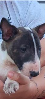 Miniatuur Bullterrier (FCI stamboom) pups, Dieren en Toebehoren, Bull Terriër, Fokker | Hobbymatig, Rabiës (hondsdolheid), 15 weken tot 1 jaar