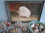 Enorme schelpenverzameling, schelpendoosjes, schilderij, Ophalen of Verzenden