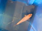 Japanse koi, Dieren en Toebehoren, Karper of Koi