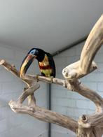 Bruinoor arasari - pteroglossus castanotis (tam), Dieren en Toebehoren, Vogels | Overige Vogels, Mannelijk, Tropenvogel, Geringd