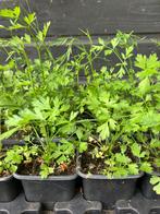 Aardkastanje (eetbare plant) BIOLOGISCH, Vaste plant, Ophalen of Verzenden, Halfschaduw, Kruiden