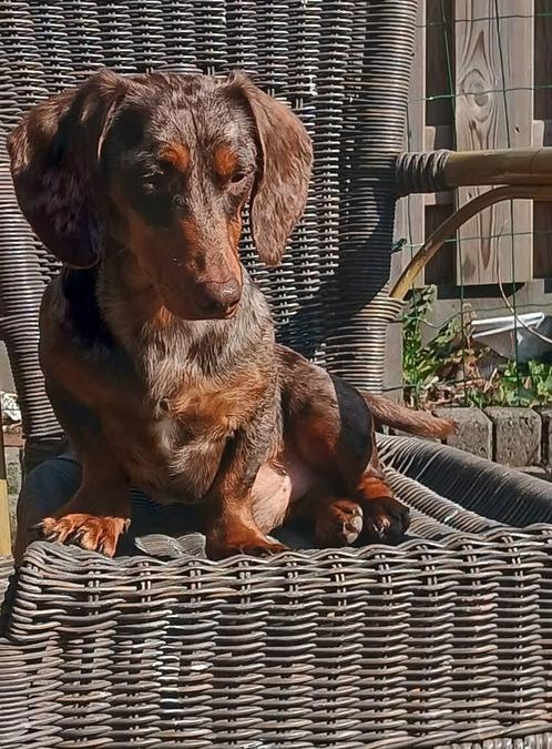 Dwerg teckel dekreu niet te koop..., Dieren en Toebehoren, Honden | Teckels en Dashonden, Reu, Korthaar, Dwerg, Particulier, Eén hond