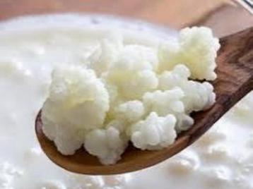 Lekker actieve melkkefir korrels beschikbaar voor biedingen