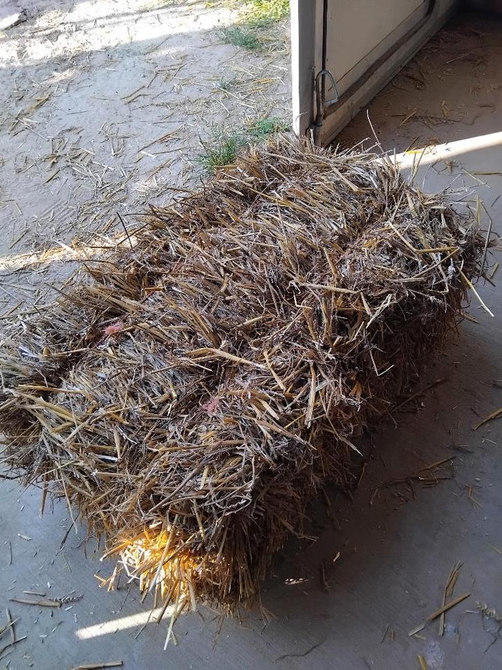 kleine pakken tarwe stro, Dieren en Toebehoren, Dierenvoeding, Vee, Ophalen