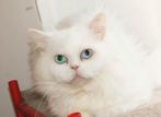 Te koop: prachtige witte Perzische kat met verschillende oog, Dieren en Toebehoren, Katten en Kittens | Raskatten | Langhaar, Kater