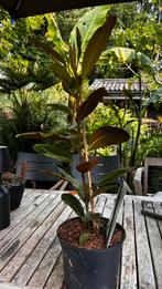 Magnolia Grandiflora little gem, Tuin en Terras, Ophalen, Overige soorten, Struik, Minder dan 100 cm