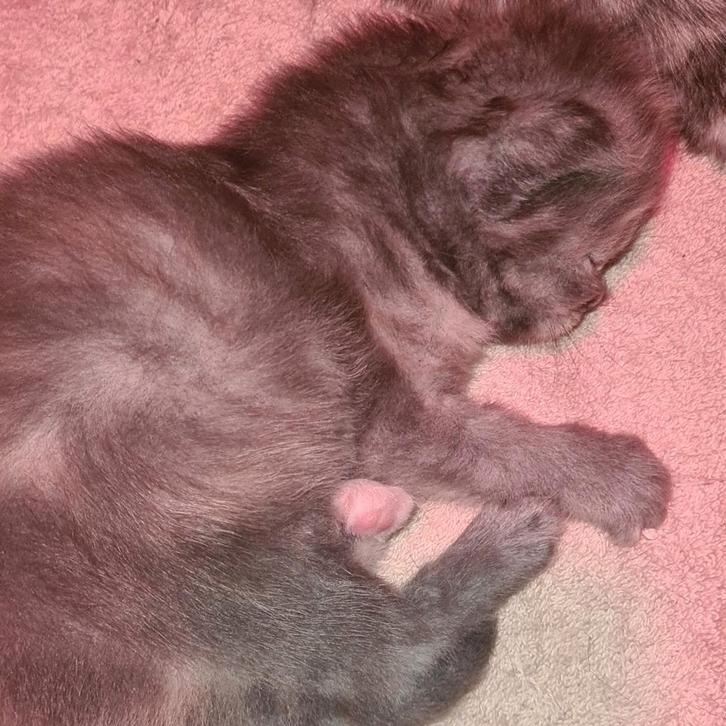 Main coon kitten meisje nog beschikbaar 💕, Dieren en Toebehoren, Katten en Kittens | Raskatten | Langhaar, Geslacht onbekend