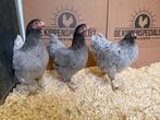 Jonge tamme Wyandotte kriel grijs blauw gesekst en ingeënt, Dieren en Toebehoren, Pluimvee, Vrouwelijk, Kip