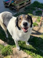 Ontmoet Piper – een vrolijke, zelfverzekerde knuffelkont!, Dieren en Toebehoren, Honden | Niet-rashonden, Particulier, Rabiës (hondsdolheid)