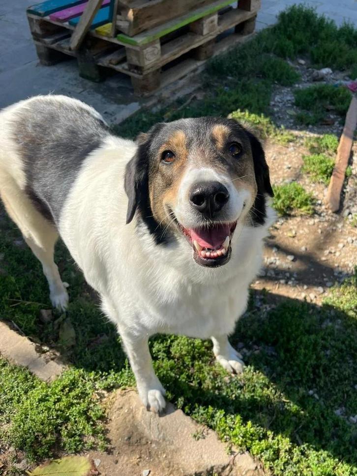 Ontmoet Piper – een vrolijke, zelfverzekerde knuffelkont!, Dieren en Toebehoren, Honden | Niet-rashonden, Groot, Teef, Particulier