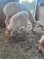 Leuk stel,alpaca hengst  en boerenangora, Dieren en Toebehoren, Schapen, Geiten en Varkens, Meerdere dieren