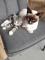 3 kittens te koop, Dieren en Toebehoren, Katten en Kittens | Overige Katten, Poes, Kortharig, 0 tot 2 jaar