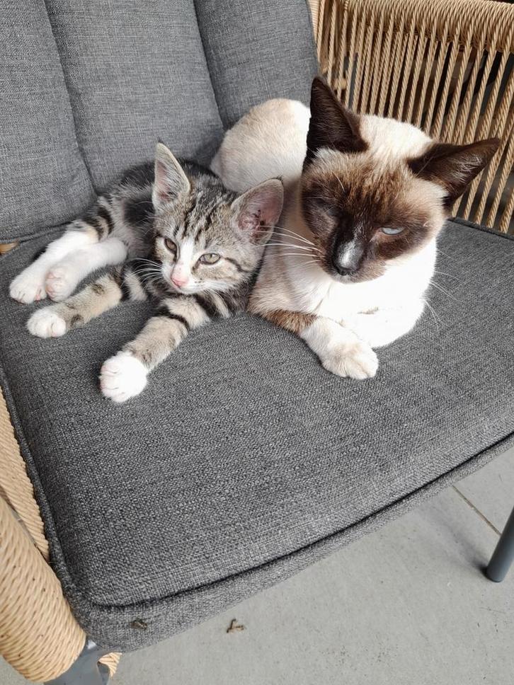 3 kittens te koop, Dieren en Toebehoren, Katten en Kittens | Overige Katten, Kortharig, Poes, 0 tot 2 jaar