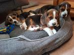 Beagle pups, Dieren en Toebehoren, 8 tot 15 weken, Meerdere, Meerdere dieren, Nederland