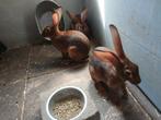 Belgische haas (hazen.), Dieren en Toebehoren, Konijnen, Meerdere dieren, Dwerg