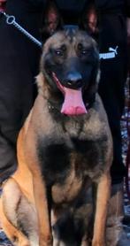 5 sterren huisje gezocht., Dieren en Toebehoren, Honden | Herdershonden en Veedrijvers, CDV (hondenziekte), 1 tot 2 jaar, Eén hond