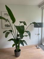 Strelitzia Nicolai  inclusief pot, Huis en Inrichting, Kamerplanten, Ophalen, Overige soorten, Halfschaduw, In pot