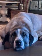 Turkse kangal, Rabiës (hondsdolheid), Overige rassen, Teef, Eén hond